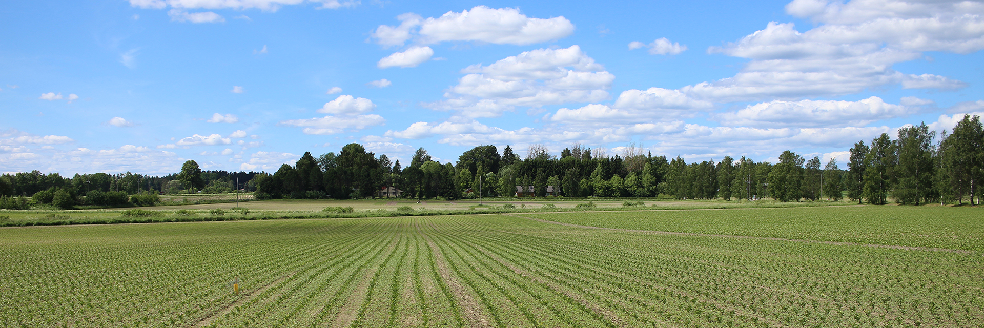 Growing season starts in varying weather – Apetit strives to produce around 35 million kilos of Finnish-grown vegetables