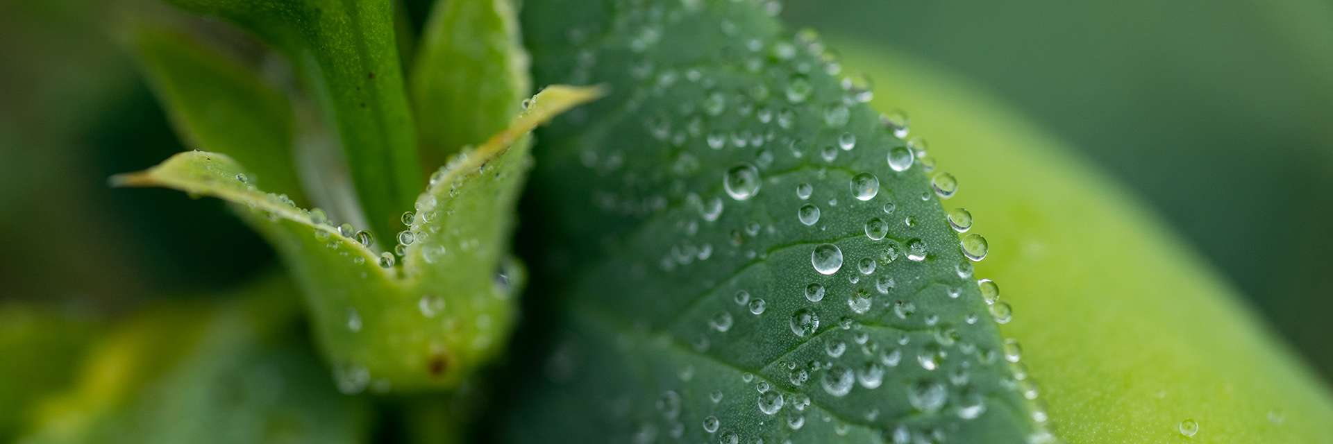 Apetit updates its corporate responsibility programme – the target is to reduce emissions by 75 per cent by 2025