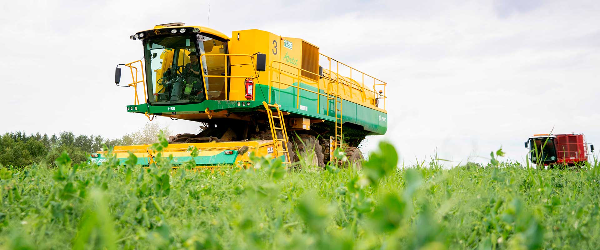 How peas make their way from field to freezer