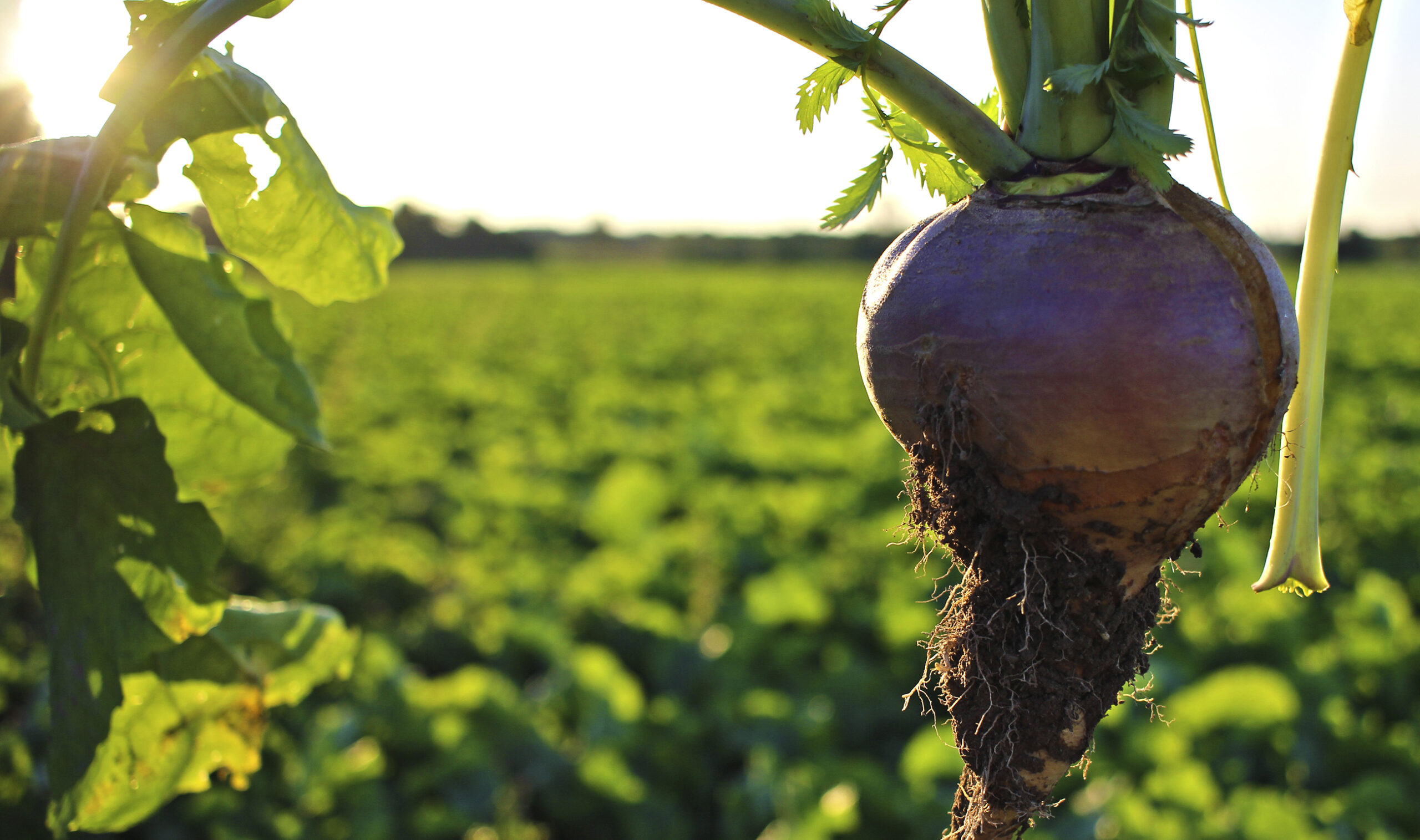 Räpi experimental farm conducts tests on the characteristics of plant varieties