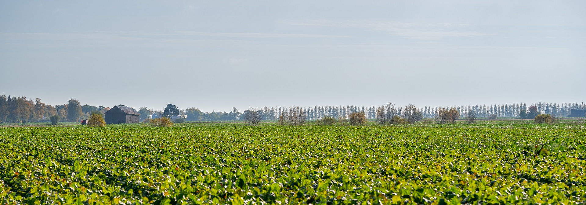 Good result for Apetit in CDP’s international climate assessment